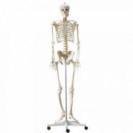 Esqueleto humano, modelo anatómico SAI-11S