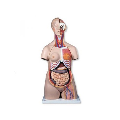 Torso de lujo B-30(1000196)