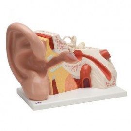 Oído gigante, 5 veces su tamaño natural NJ-513 (1008553)