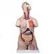 Torso de lujo B-30(1000196)