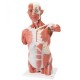 Torso con músculos, tamaño natural de 27 partes VA16 (1001236)