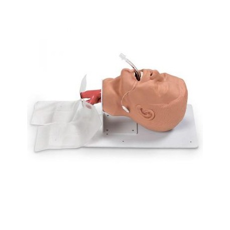 Maniquí cabeza adulto para manejo de vía aérea Económico (AMT500) SB38703U
