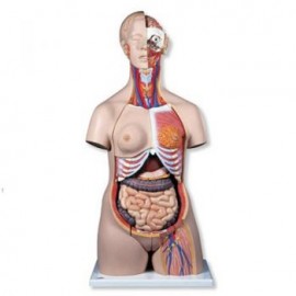 Torso de lujo B-30(1000196)