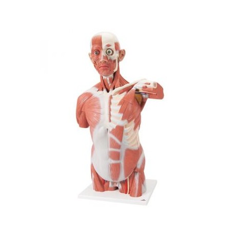 Torso con músculos, tamaño natural de 27 partes VA16 (1001236)